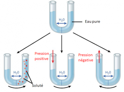 tube semi permeable eau 