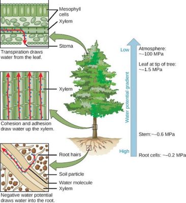 环境百科全书-植物对水孜孜不倦的追求-树木中的水分循环根据水势递减而流动