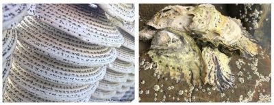 环境百科全书-生命-牡蛎