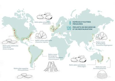 ecological restoration of the oyster reef