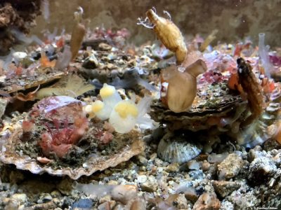 oyster shell organisms epibiosis