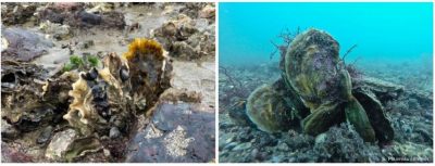 formation of flat hollow oysters