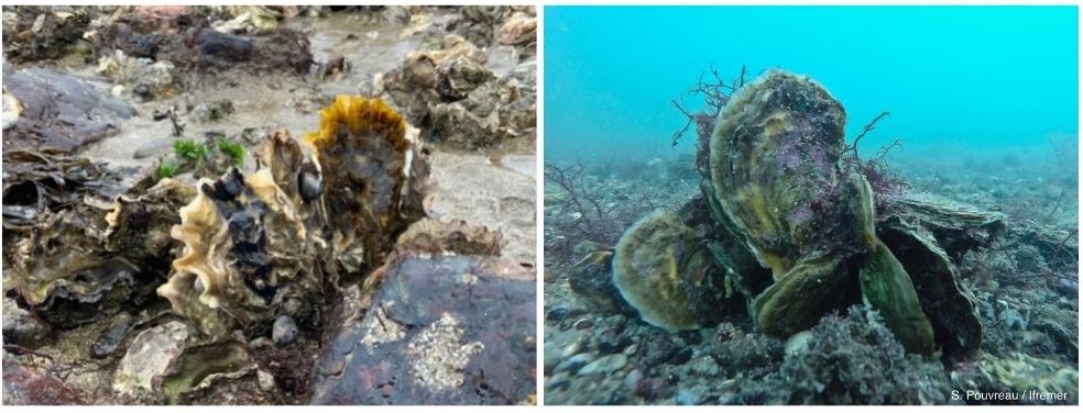 Les huîtres : ces architectes méconnus des milieux côtiers
