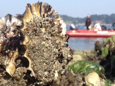 oysters-holy-earth-brest