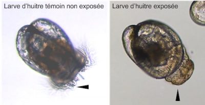 malformation larve huitre micro algue toxique