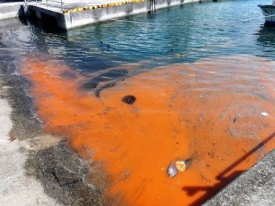 red seaweed toxic micro-algae