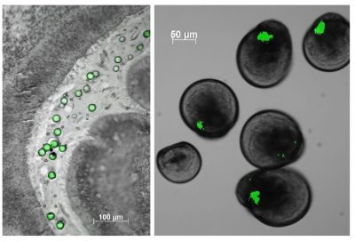 microspheres polystyrene fluorescentes huitre