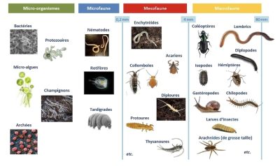 groupe biodiversité sol