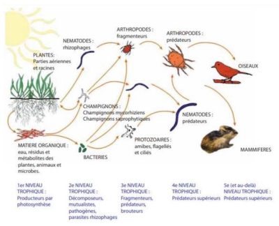 soil food chain