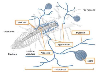 colonized root endomycorrhizal structures