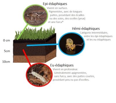 three springtail lifestyles