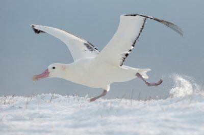 albatros hurleur