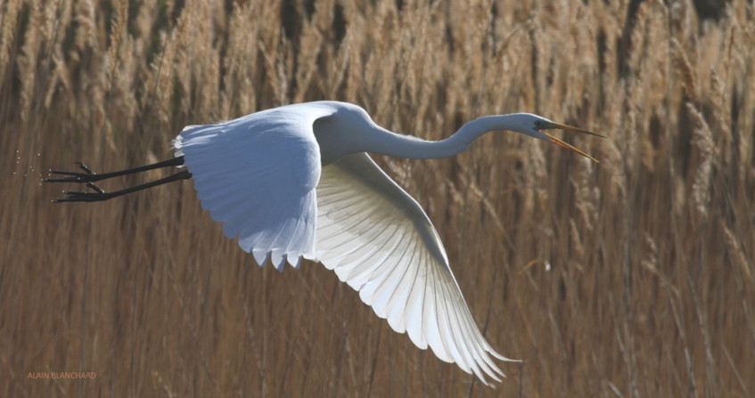 The flight of birds - Encyclopedia of the Environment
