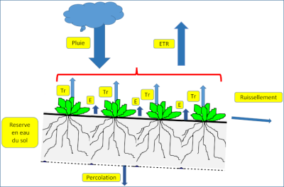 schema bilan hydrique sol vegetation - evapotranspiration - nappes phreatiques