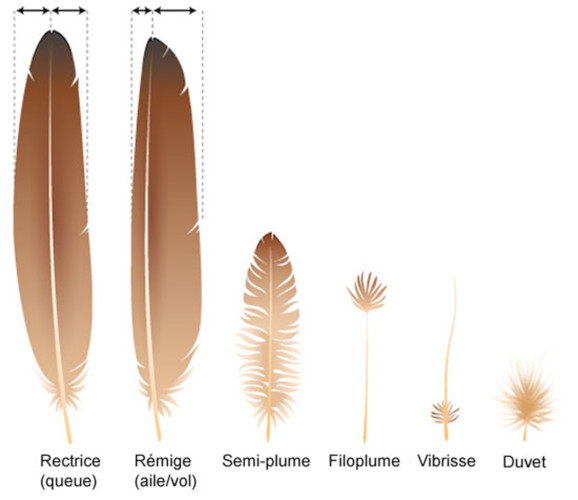 Feathers - Encyclopedia of the Environment