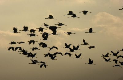 vol grues migration - migration oiseaux - vol oiseaux