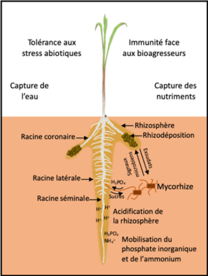 rhizosphere plantes