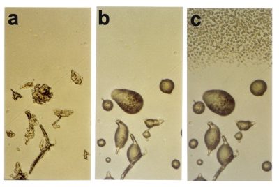 lyophilized spores bacillus macerans