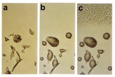 Spores lyophilisées Bacillus 