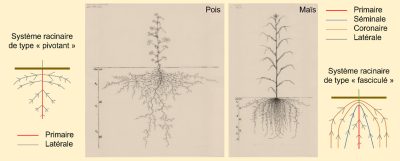 racine plante - systeme racinaire - racine pois - racine mais