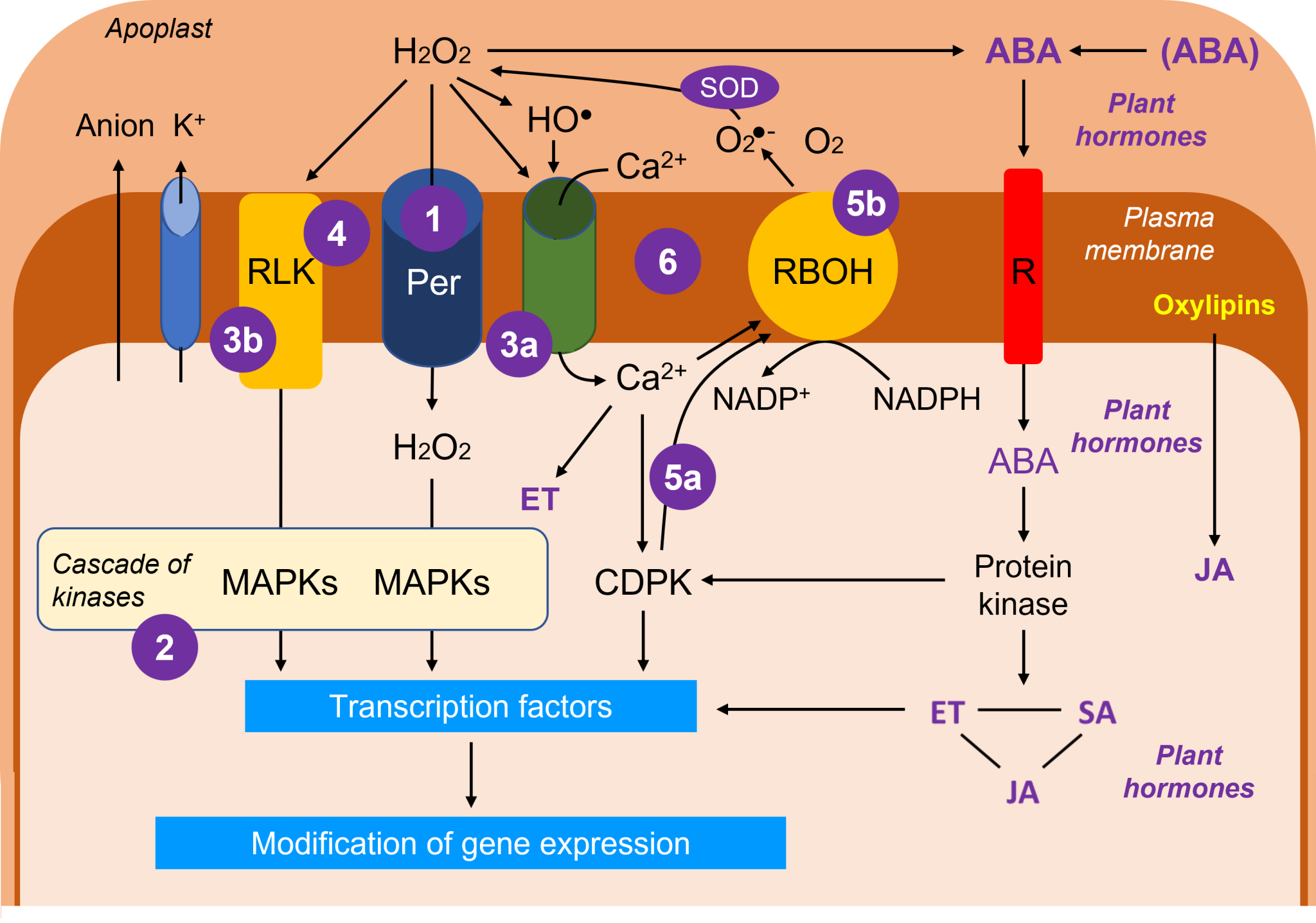 Environmental constraints and oxidative stress in plants - Encyclopedia ...