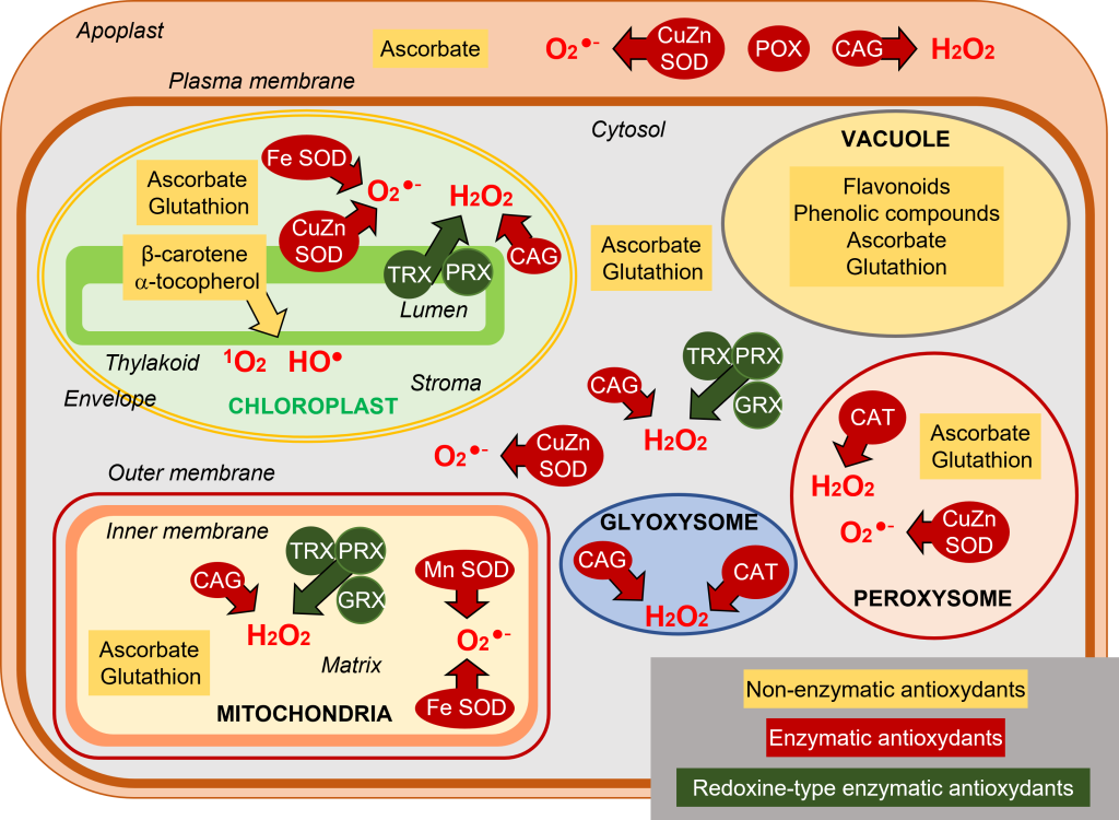 Environmental constraints and oxidative stress in plants Encyclopedia