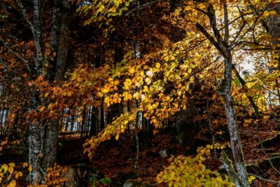 forêts - forêt jura - arbre 