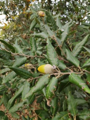 gland feuille chene vert