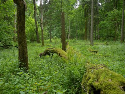 forêt de Białowieża