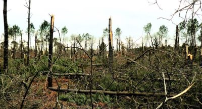 foret des landes ouragan klaus