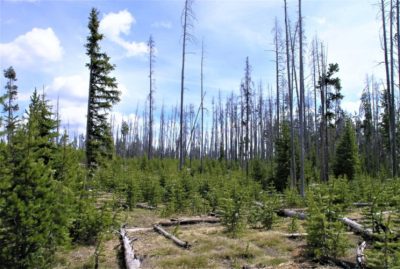 foret incendie Parc de Yellowstone