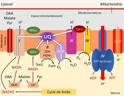 transport electrons membrane interne mitochondries