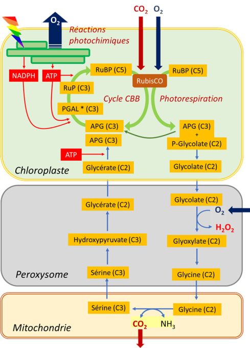 cycle photorespiratoire - respiration plantes - photosynthese plantes