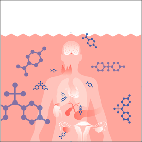 Effects of endocrine disruptors on reproductive health - Encyclopedia ...