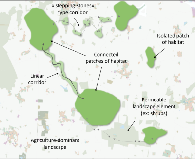 forest-ecological-network-agricultural-landscape