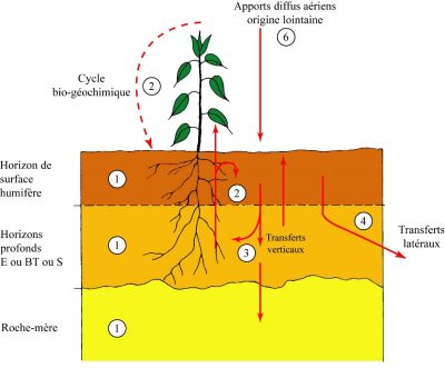 Cycle biogéochimique dans le sol