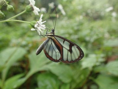 Figure 3_papillon des Andes Ithomia diasia 