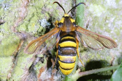 Papillon Sesia apiformis