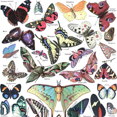 色素色彩起源-多样性