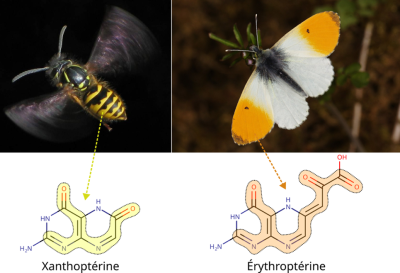 色素色彩起源-色素差异