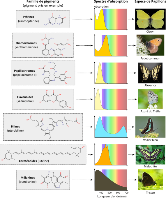 色素色彩起源-蝴蝶色素家族
