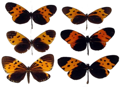 拟态-百科全书-秘鲁拟态环