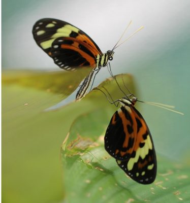 拟态-百科全书-缪氏拟态