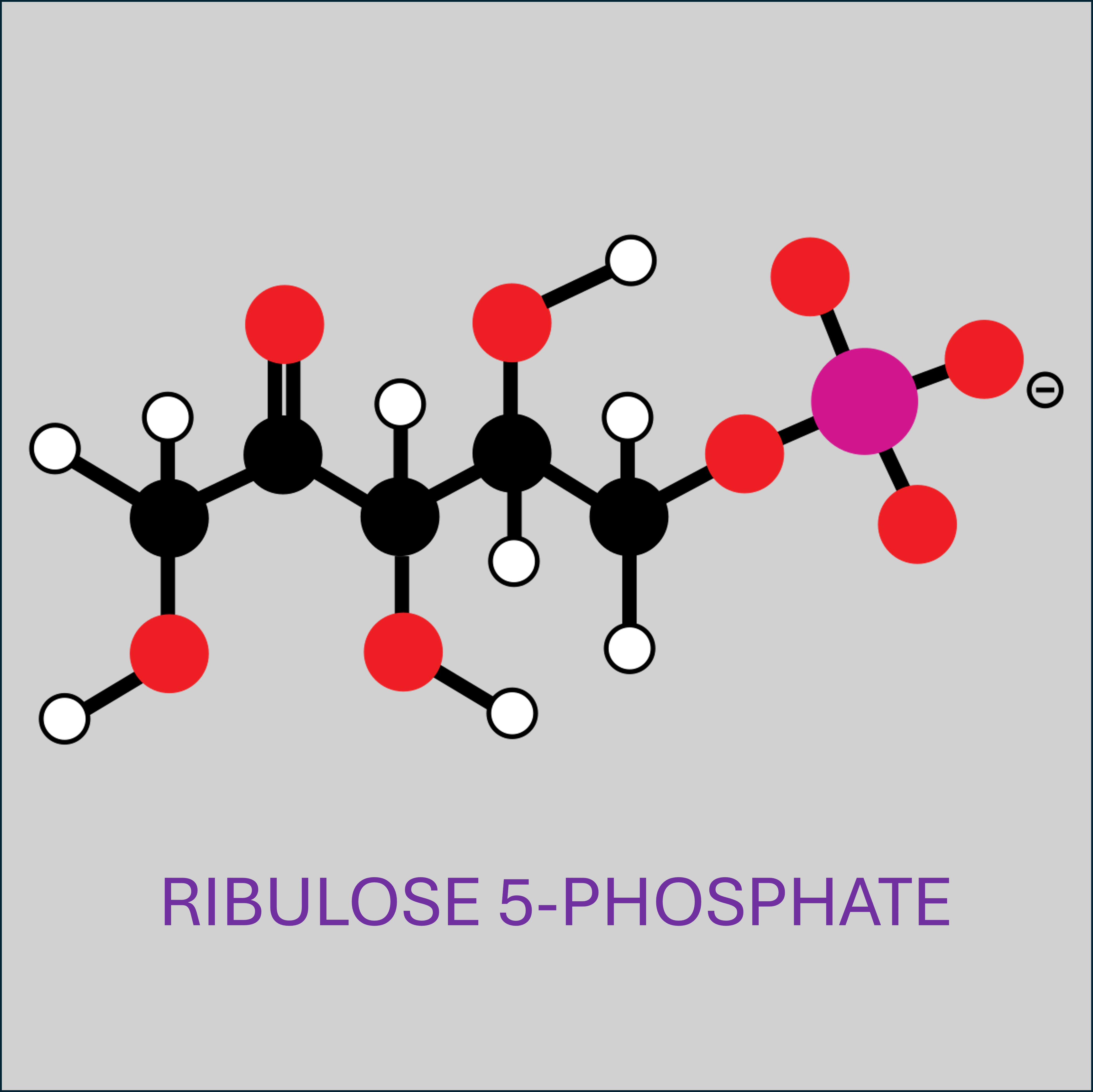 La voie oxydative des pentoses phosphates - Encyclopédie de l'environnement