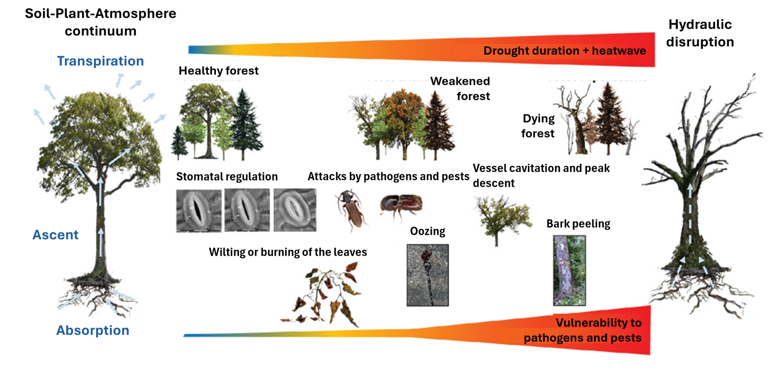 Figure 8. Diagram illustrating the combined effects of biotic and abiotic s