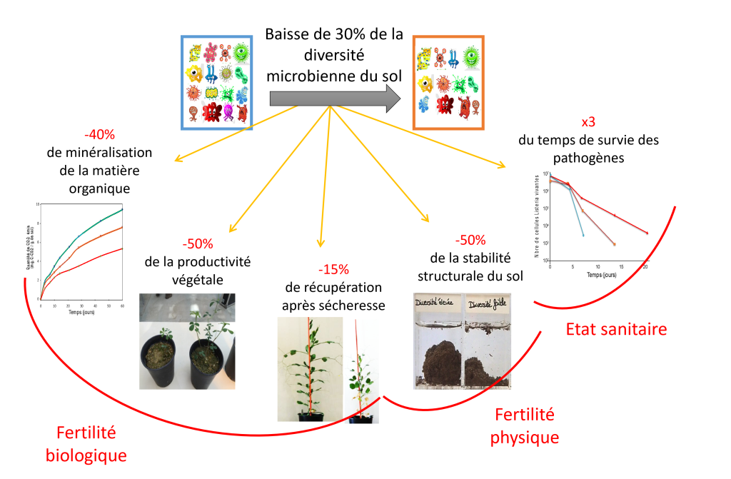 Impact des pratiques agricoles sur la qualité microbiologique des sols ...