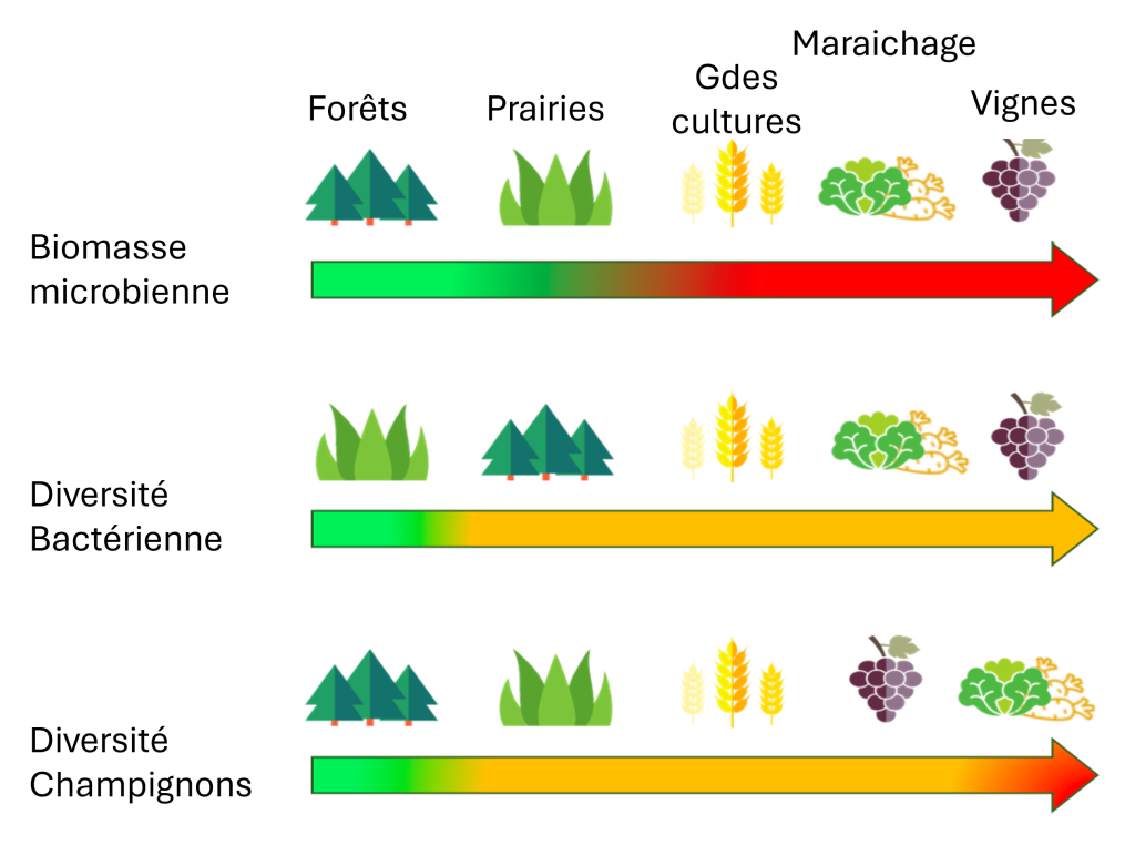 Impact des pratiques agricoles sur la qualité microbiologique des sols ...